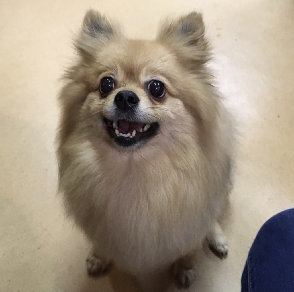 【今日の里帰りワンコ🐶ポメラニアンのモナカちゃん💕＆キャバリアのアーチャー💕】支援物資をありがとうございます💑